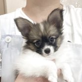 パピヨン