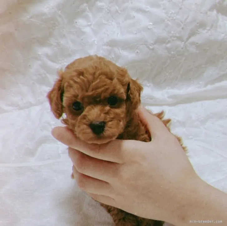 ID:2309-04674の子犬