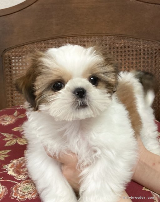 シーズー犬のわんこ雛 www.cliniqueveterinairecalvisson.com
