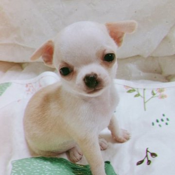 チワワ(スムース)【広島県・女の子・2023年7月14日・ホワイト&クリーム】の写真「綺麗なお顔のチワワちゃん」