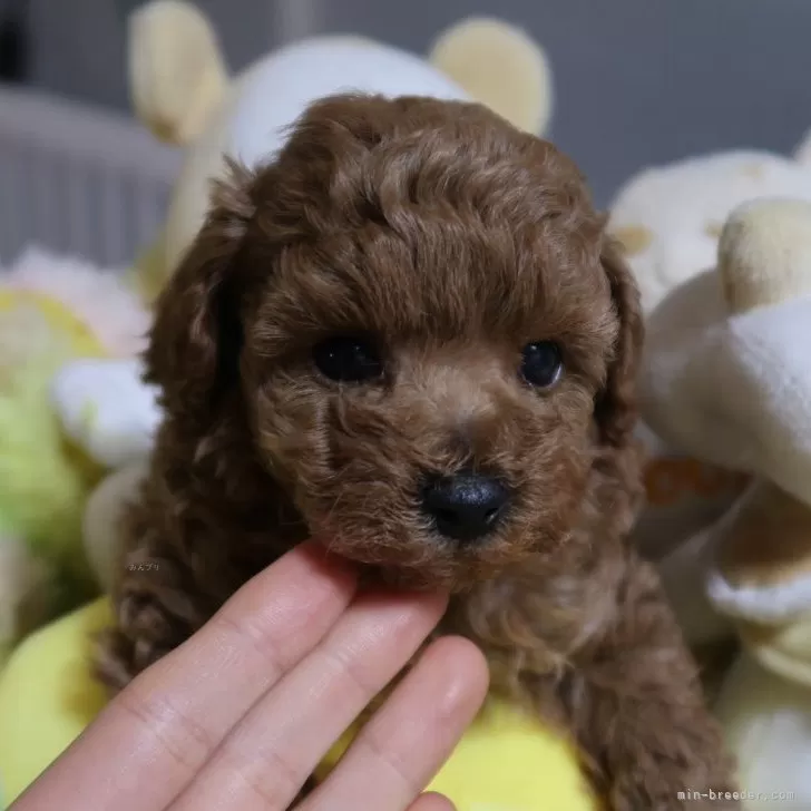 ティーカッププードル【香川県・男の子・2025年11月11日・アプリコット】の写真1「マズルの短い、可愛いお顔の男の子です😊」