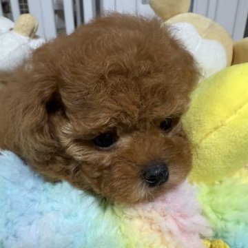 トイプードル(ティーカップ)【香川県・男の子・2024年12月19日・レッド】の写真「マズルの短い、可愛いお顔💗」