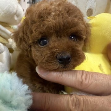 トイプードル(ティーカップ)【香川県・女の子・2025年7月11日・レッド】の写真「目が離れマズルの短い可愛いお顔です😍」