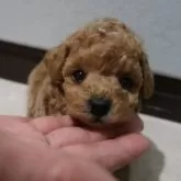 ティーカッププードル