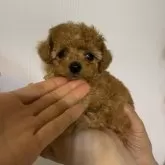 ティーカッププードル