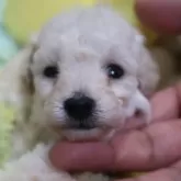ティーカッププードル