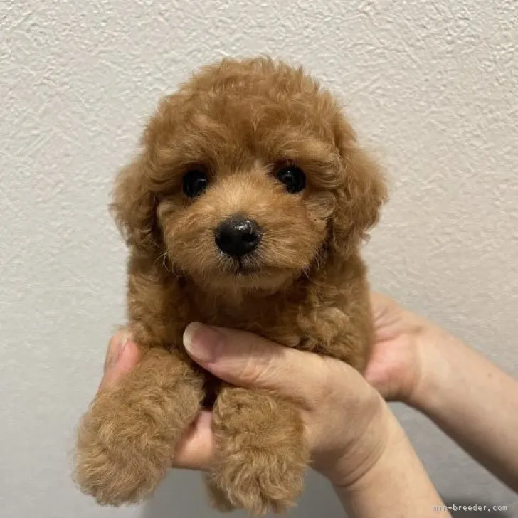 ID:2308-03241の子犬