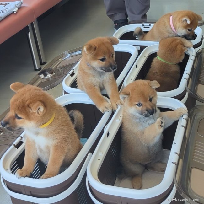 増田暁道ブリーダーのブログ：柴犬 仔犬 今日のおチビ達(07.25)🐾