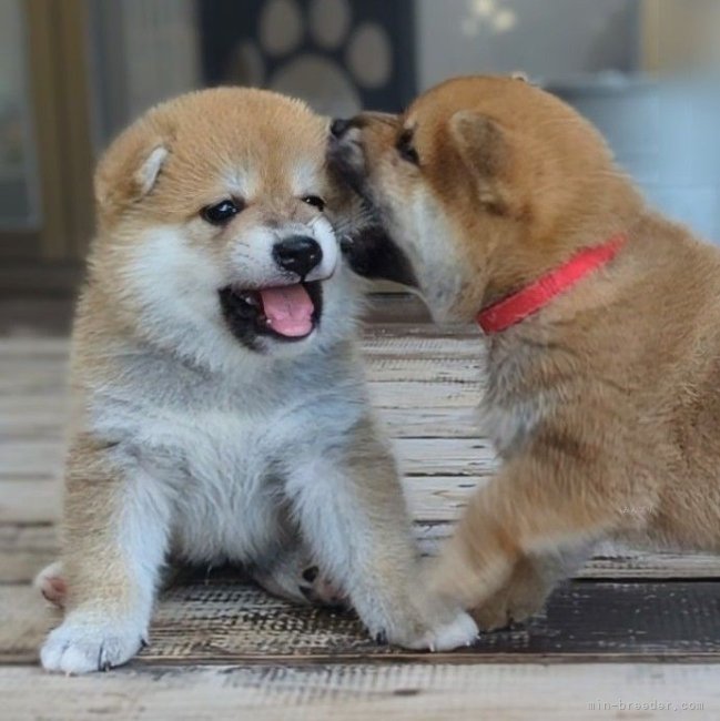 増田暁道ブリーダーのブログ：柴犬 仔犬 今日のおチビ達(06.29)🐾