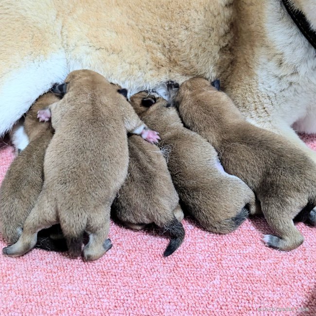 増田暁道ブリーダーのブログ：柴犬 仔犬 今日のおチビ達(0610)🐾