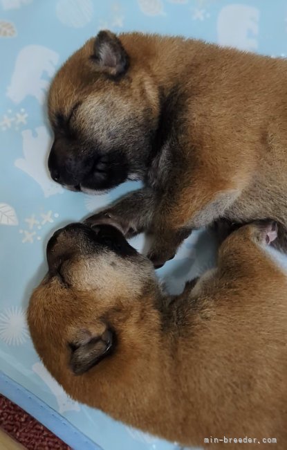 増田暁道ブリーダーのブログ：柴犬 仔犬 今日のおチビ達(06.17)🐾