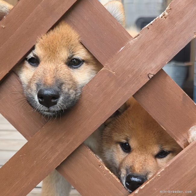増田暁道ブリーダーのブログ：柴犬 仔犬 今日のおチビ達(08.05)🐾