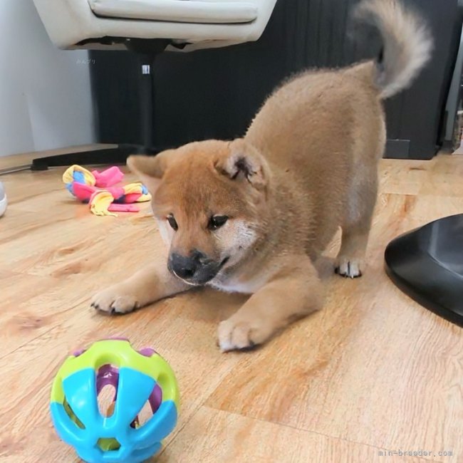 増田暁道ブリーダーのブログ：柴犬 仔犬 今日のおチビ達(08.09)🐾