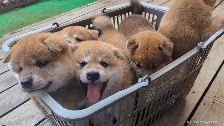 増田暁道ブリーダーのブログ：柴犬 仔犬 今日のおチビ達(07.04)🐾
