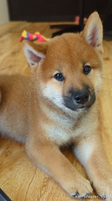 柴犬様 柴犬の写真「Doge」4.7億円で落札 NFTチャリティーで“なりすまし