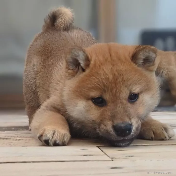 ID:2502-06041の子犬
