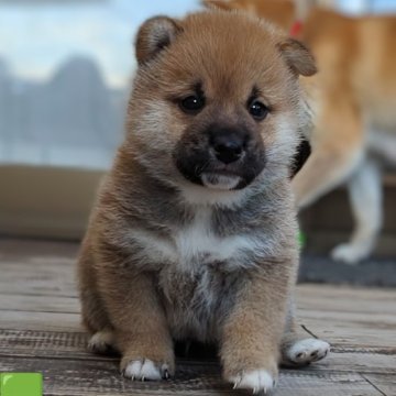 柴犬(標準サイズ)【岐阜県・男の子・2025年1月6日・赤】の写真「おっとりなイケメンくん🧢」