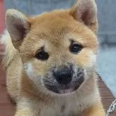 柴犬(標準サイズ)
