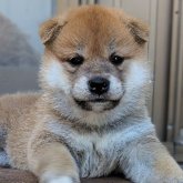 柴犬(標準サイズ)