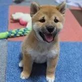 柴犬(標準サイズ)