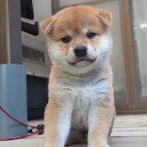 柴犬(標準サイズ)