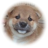 柴犬(標準サイズ)