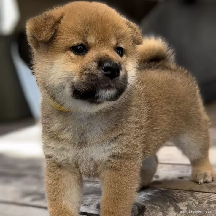 ID：2409-00034の子犬