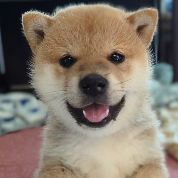 柴犬(標準サイズ)【岐阜県・男の子・2024年6月3日・赤】の写真「可愛すぎる‼️ママ似のイケメンくん🧢」
