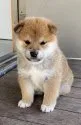 柴犬(標準サイズ)【岐阜県・女の子・2021年2月15日・赤】の写真1「べっぴんさん」