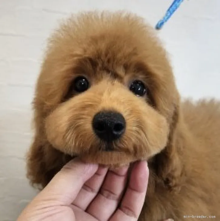 ID:2311-01795の子犬