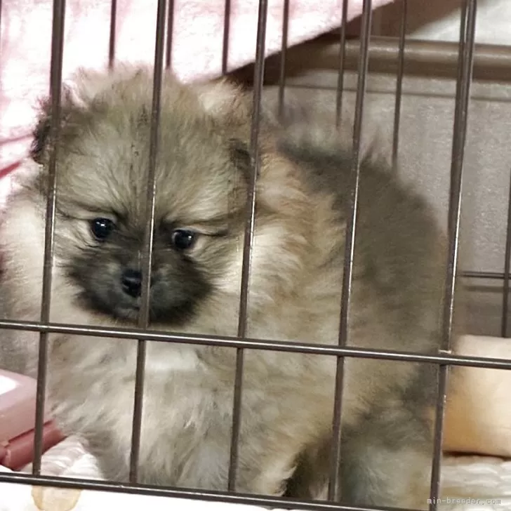ID:2507-08468の子犬