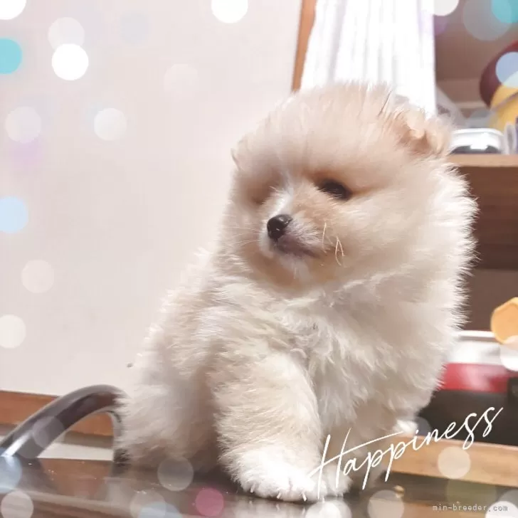 ID:2508-02939の子犬