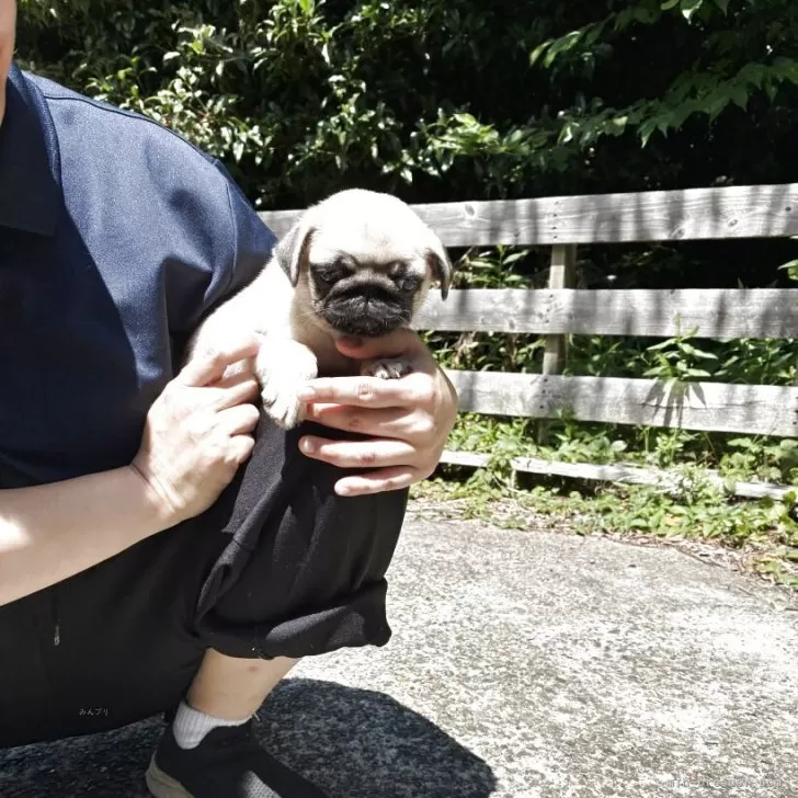 ID：2507-04097の子犬