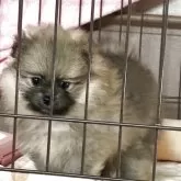 ポメラニアン