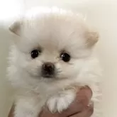 ポメラニアン