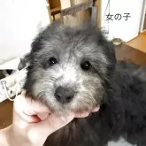 トイプードル(トイ)