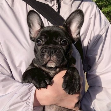 ブリンドル(黒・ブラック)のフレンチブルドッグの子犬を探す
