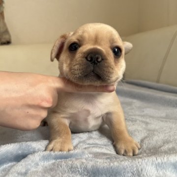 フレンチブルドッグ【千葉県・女の子・2025年10月25日・クリーム】の写真「お父さんはアメリカチャンピオン🇺🇸」