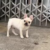 フレンチブルドッグ