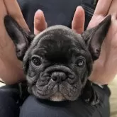 フレンチブルドッグ