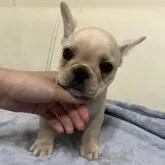 フレンチブルドッグ