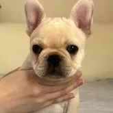 フレンチブルドッグ