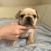 フレンチブルドッグ