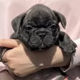 フレンチブルドッグ