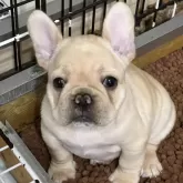 フレンチブルドッグ