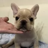 フレンチブルドッグ