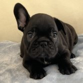 フレンチブルドッグ