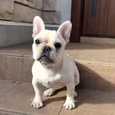 フレンチブルドッグ