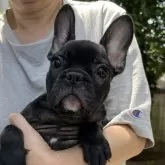フレンチブルドッグ