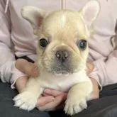 フレンチブルドッグ